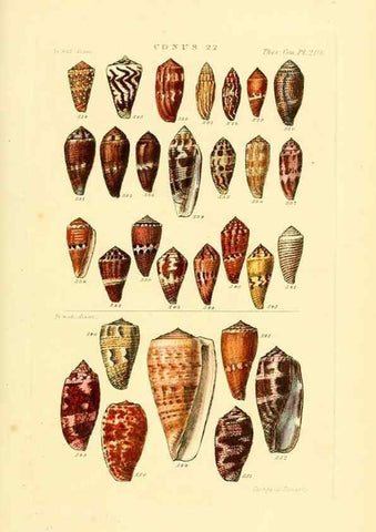 Reproducción/Reproduction 49493095961: Thesaurus conchyliorum, or, Monographs of genera of shells. London :Sowerby ...,1847-1887.. 