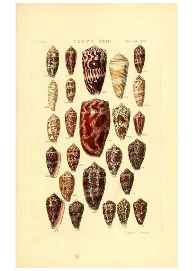 Reproducción/Reproduction 49492596483: Thesaurus conchyliorum, or, Monographs of genera of shells. London :Sowerby ...,1847-1887.. 