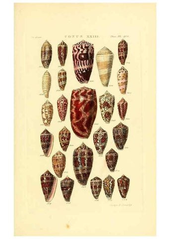 Reproducción/Reproduction 49492596483: Thesaurus conchyliorum, or, Monographs of genera of shells. London :Sowerby ...,1847-1887.. 