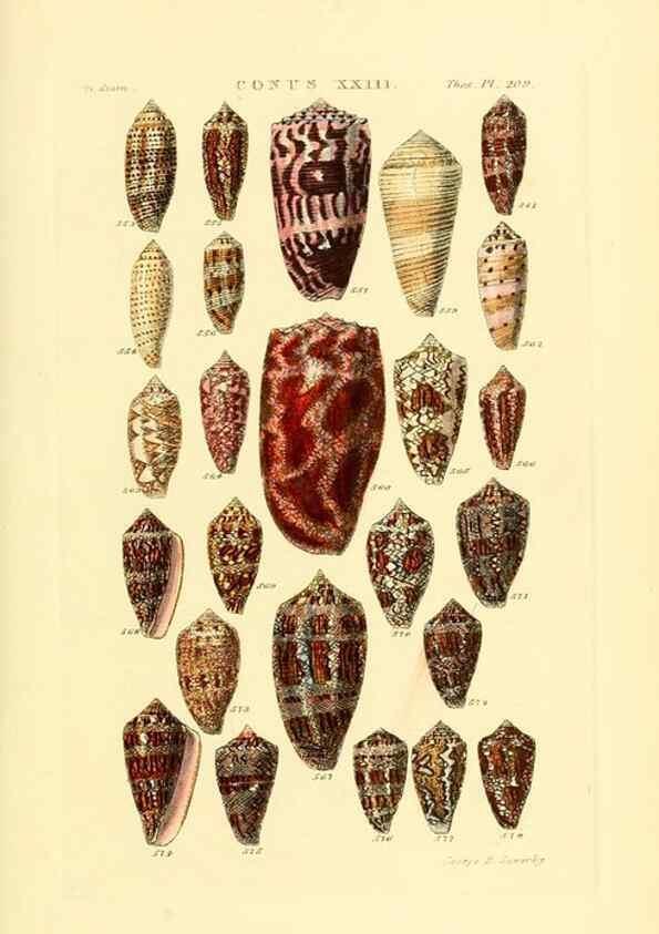 Reproducción/Reproduction 49492596483: Thesaurus conchyliorum, or, Monographs of genera of shells. London :Sowerby ...,1847-1887.. 