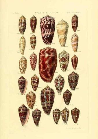 Reproducción/Reproduction 49492596483: Thesaurus conchyliorum, or, Monographs of genera of shells. London :Sowerby ...,1847-1887.. 