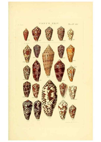 Reproducción/Reproduction 49492596883: Thesaurus conchyliorum, or, Monographs of genera of shells. London :Sowerby ...,1847-1887.. 
