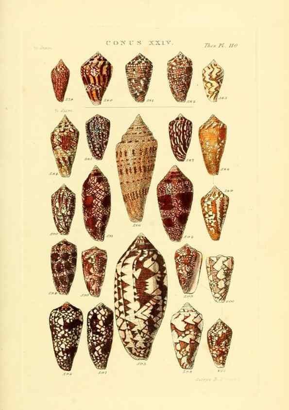 Reproducción/Reproduction 49492596883: Thesaurus conchyliorum, or, Monographs of genera of shells. London :Sowerby ...,1847-1887.. 