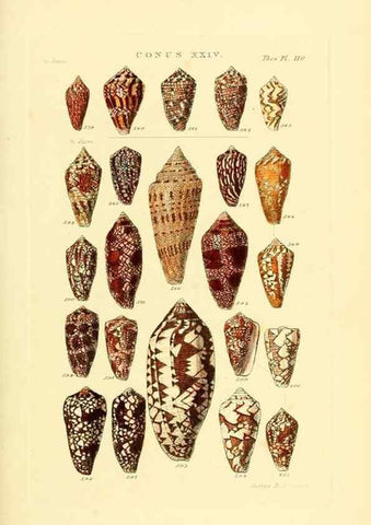 Reproducción/Reproduction 49492596883: Thesaurus conchyliorum, or, Monographs of genera of shells. London :Sowerby ...,1847-1887.. 