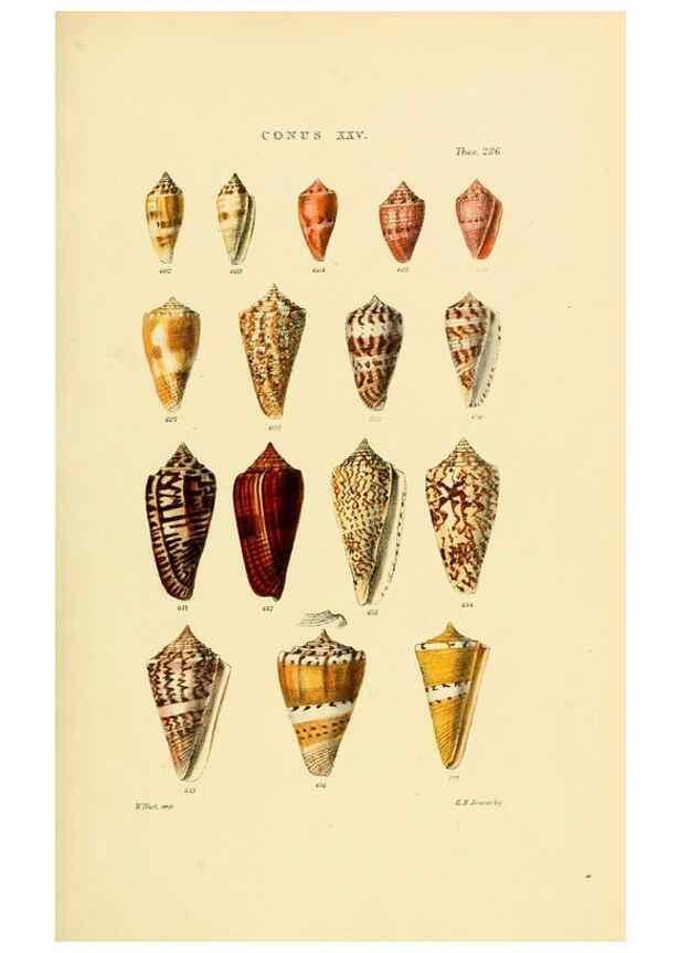 Reproducción/Reproduction 49493096801: Thesaurus conchyliorum, or, Monographs of genera of shells. London :Sowerby ...,1847-1887.. 