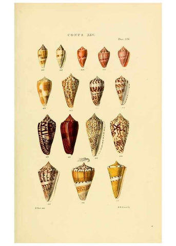 Reproducción/Reproduction 49493096801: Thesaurus conchyliorum, or, Monographs of genera of shells. London :Sowerby ...,1847-1887.. 