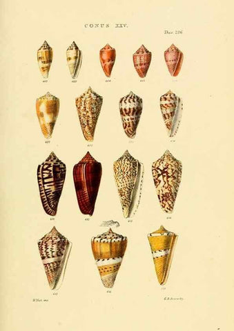 Reproducción/Reproduction 49493096801: Thesaurus conchyliorum, or, Monographs of genera of shells. London :Sowerby ...,1847-1887.. 