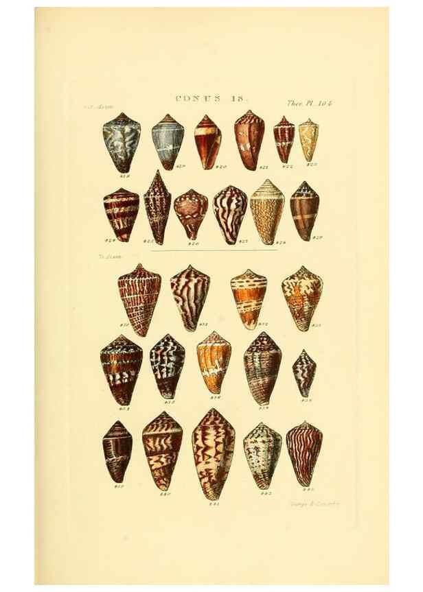 Reproducción/Reproduction 49493094926: Thesaurus conchyliorum, or, Monographs of genera of shells. London :Sowerby ...,1847-1887.. 