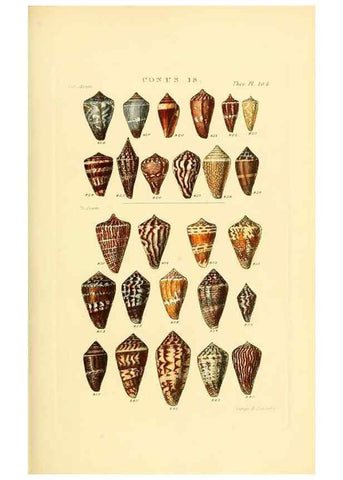 Reproducción/Reproduction 49493094926: Thesaurus conchyliorum, or, Monographs of genera of shells. London :Sowerby ...,1847-1887.. 