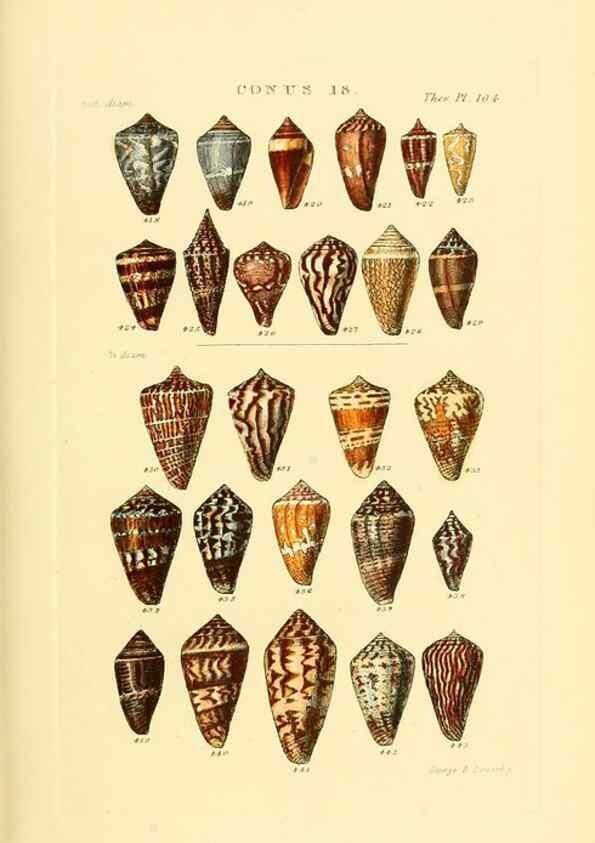 Reproducción/Reproduction 49493094926: Thesaurus conchyliorum, or, Monographs of genera of shells. London :Sowerby ...,1847-1887.. 