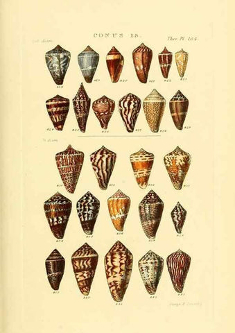 Reproducción/Reproduction 49493094926: Thesaurus conchyliorum, or, Monographs of genera of shells. London :Sowerby ...,1847-1887.. 