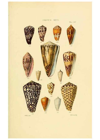 Reproducción/Reproduction 49493097116: Thesaurus conchyliorum, or, Monographs of genera of shells. London :Sowerby ...,1847-1887.. 