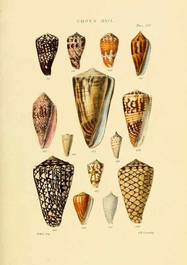 Reproducción/Reproduction 49493097116: Thesaurus conchyliorum, or, Monographs of genera of shells. London :Sowerby ...,1847-1887.. 