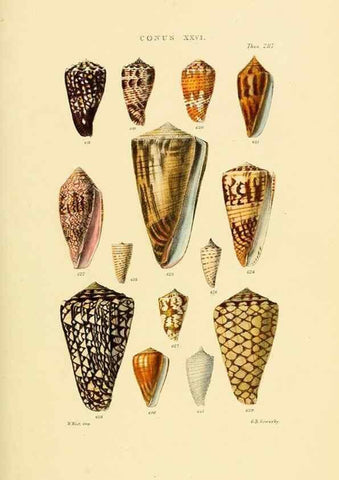 Reproducción/Reproduction 49493097116: Thesaurus conchyliorum, or, Monographs of genera of shells. London :Sowerby ...,1847-1887.. 