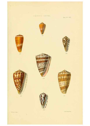 Reproducción/Reproduction 49493309787: Thesaurus conchyliorum, or, Monographs of genera of shells. London :Sowerby ...,1847-1887.. 