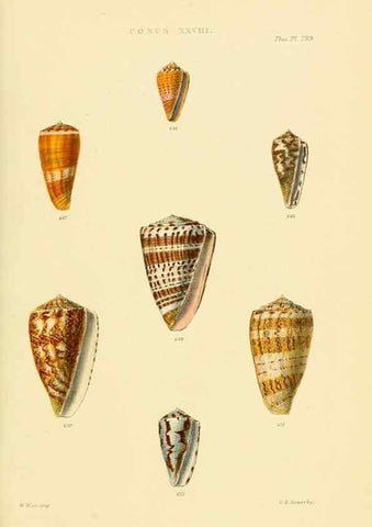 Reproducción/Reproduction 49493309787: Thesaurus conchyliorum, or, Monographs of genera of shells. London :Sowerby ...,1847-1887.. 