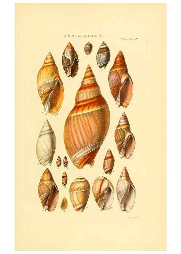 Reproducción/Reproduction 49493310077: Thesaurus conchyliorum, or, Monographs of genera of shells. London :Sowerby ...,1847-1887.. 