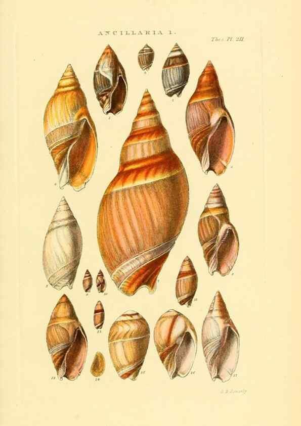Reproducción/Reproduction 49493310077: Thesaurus conchyliorum, or, Monographs of genera of shells. London :Sowerby ...,1847-1887.. 