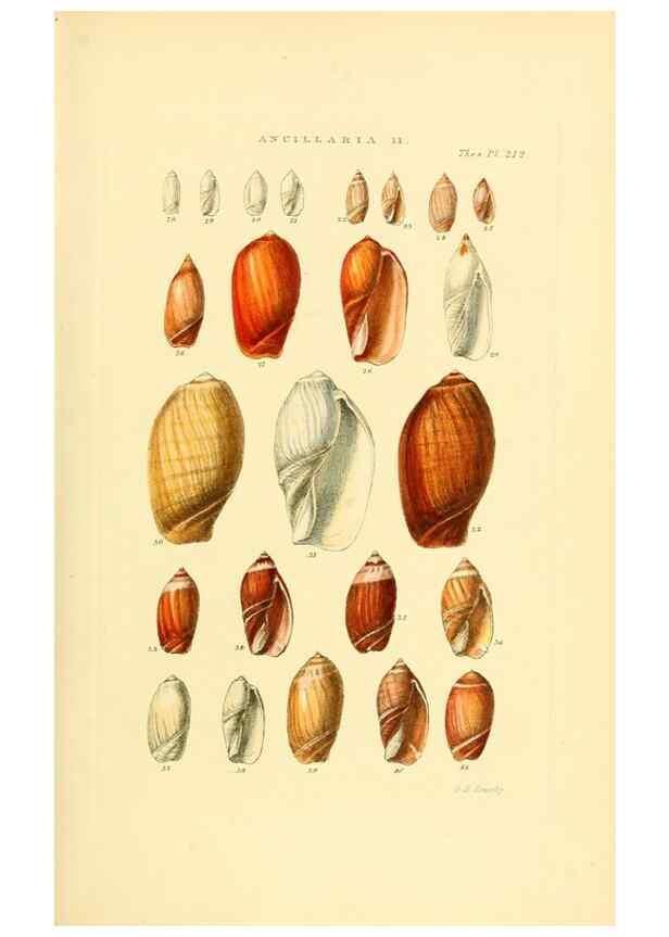 Reproducción/Reproduction 49493310282: Thesaurus conchyliorum, or, Monographs of genera of shells. London :Sowerby ...,1847-1887.. 