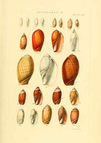 Reproducción/Reproduction 49493310282: Thesaurus conchyliorum, or, Monographs of genera of shells. London :Sowerby ...,1847-1887.. 