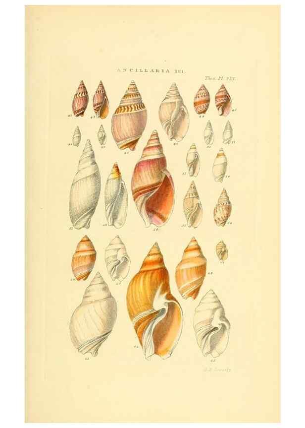 Reproducción/Reproduction 49492598733: Thesaurus conchyliorum, or, Monographs of genera of shells. London :Sowerby ...,1847-1887.. 