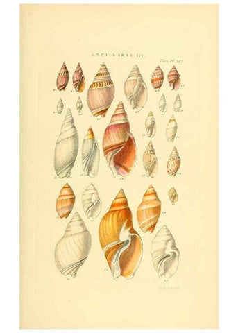 Reproducción/Reproduction 49492598733: Thesaurus conchyliorum, or, Monographs of genera of shells. London :Sowerby ...,1847-1887.. 