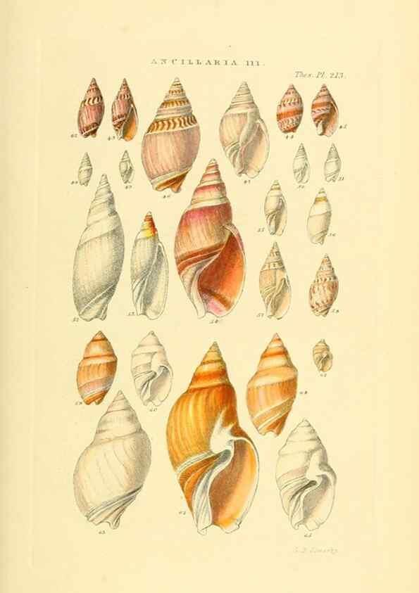 Reproducción/Reproduction 49492598733: Thesaurus conchyliorum, or, Monographs of genera of shells. London :Sowerby ...,1847-1887.. 