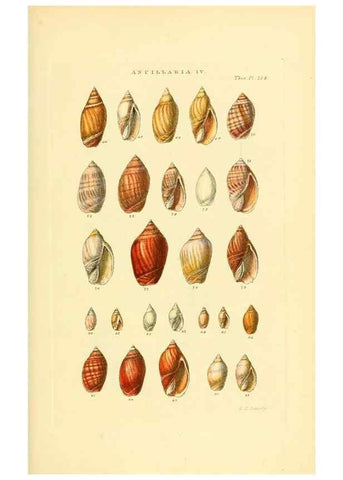 Reproducción/Reproduction 49493310822: Thesaurus conchyliorum, or, Monographs of genera of shells. London :Sowerby ...,1847-1887.. 