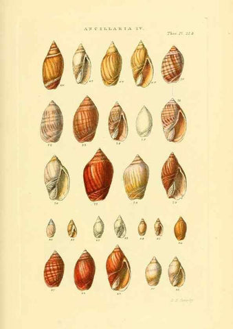 Reproducción/Reproduction 49493310822: Thesaurus conchyliorum, or, Monographs of genera of shells. London :Sowerby ...,1847-1887.. 