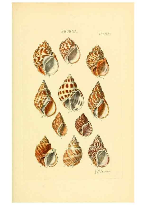 Reproducción/Reproduction 49493098756: Thesaurus conchyliorum, or, Monographs of genera of shells. London :Sowerby ...,1847-1887.. 
