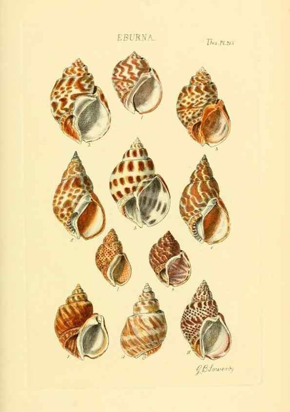 Reproducción/Reproduction 49493098756: Thesaurus conchyliorum, or, Monographs of genera of shells. London :Sowerby ...,1847-1887.. 