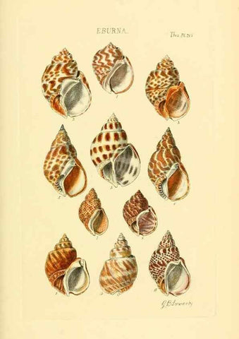 Reproducción/Reproduction 49493098756: Thesaurus conchyliorum, or, Monographs of genera of shells. London :Sowerby ...,1847-1887.. 