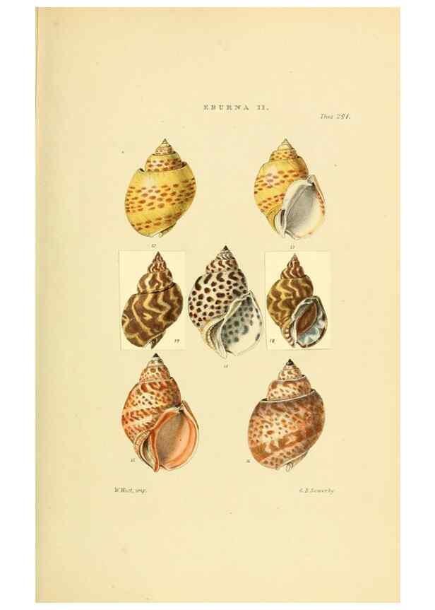 Reproducción/Reproduction 49493098961: Thesaurus conchyliorum, or, Monographs of genera of shells. London :Sowerby ...,1847-1887.. 