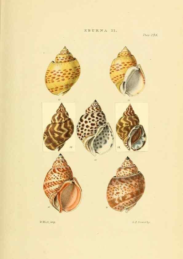 Reproducción/Reproduction 49493098961: Thesaurus conchyliorum, or, Monographs of genera of shells. London :Sowerby ...,1847-1887.. 