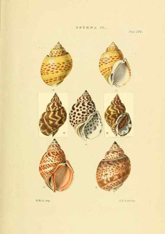 Reproducción/Reproduction 49493098961: Thesaurus conchyliorum, or, Monographs of genera of shells. London :Sowerby ...,1847-1887.. 