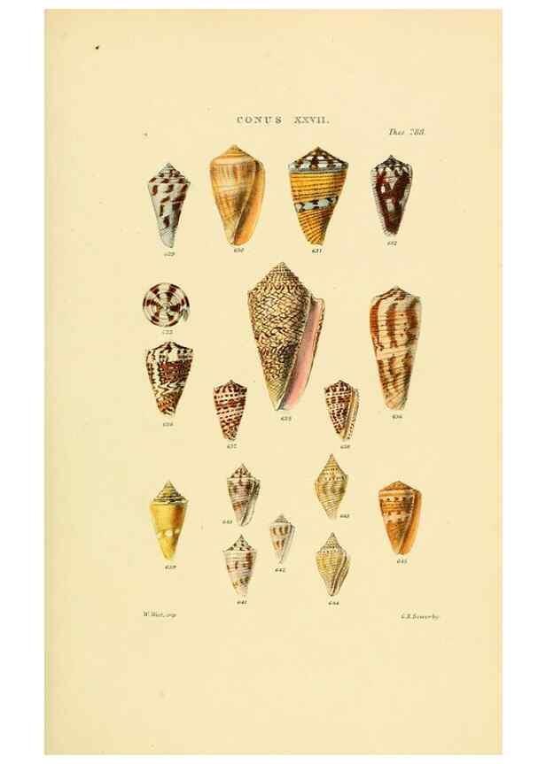 Reproducción/Reproduction 49492597678: Thesaurus conchyliorum, or, Monographs of genera of shells. London :Sowerby ...,1847-1887.. 