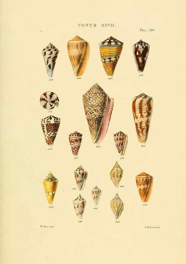 Reproducción/Reproduction 49492597678: Thesaurus conchyliorum, or, Monographs of genera of shells. London :Sowerby ...,1847-1887.. 