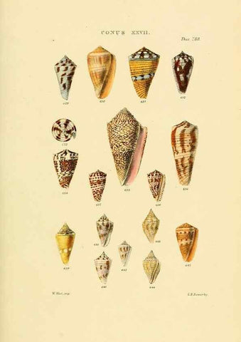 Reproducción/Reproduction 49492597678: Thesaurus conchyliorum, or, Monographs of genera of shells. London :Sowerby ...,1847-1887.. 