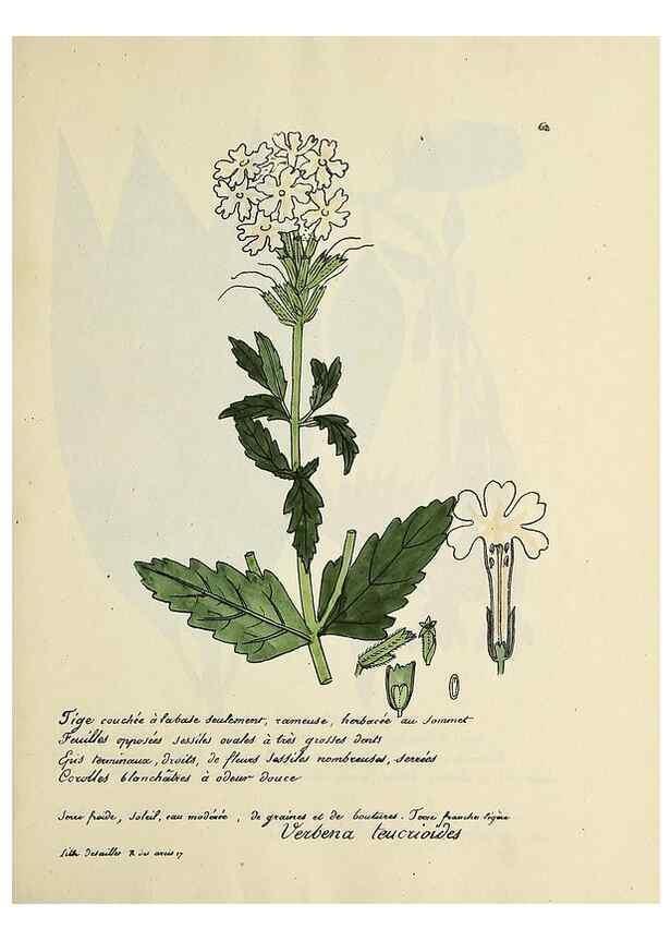 Reproducción/Reproduction 49500808763: Flore universelle. Saint-Denis :Au Bureau et chez Meilhac :[1848]-[1849]. 