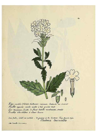 Reproducción/Reproduction 49500808763: Flore universelle. Saint-Denis :Au Bureau et chez Meilhac :[1848]-[1849]. 