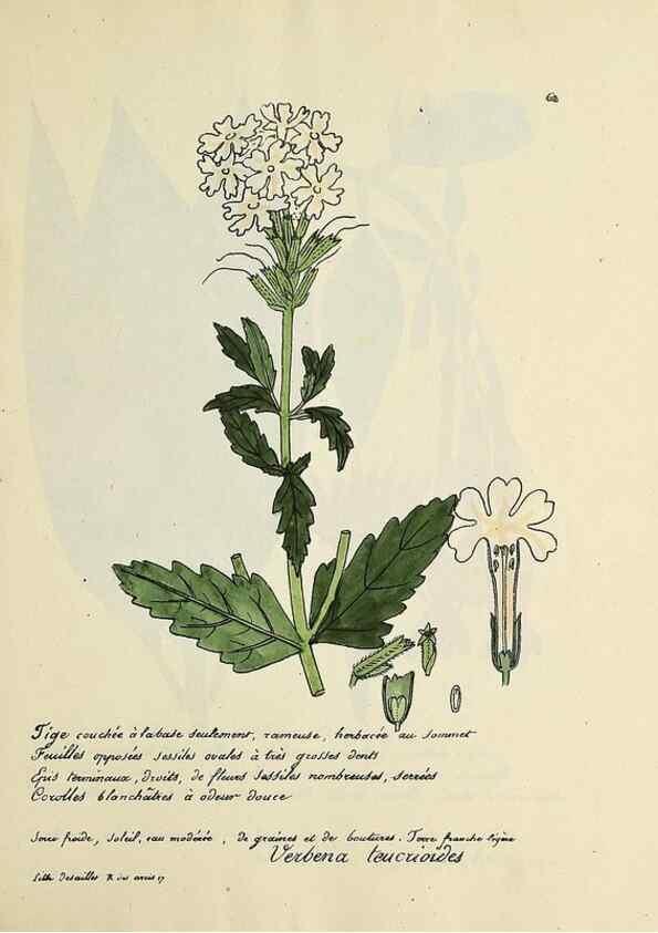 Reproducción/Reproduction 49500808763: Flore universelle. Saint-Denis :Au Bureau et chez Meilhac :[1848]-[1849]. 