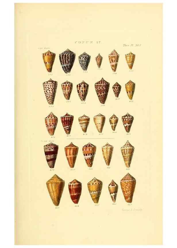 Reproducción/Reproduction 49493094656: Thesaurus conchyliorum, or, Monographs of genera of shells. London :Sowerby ...,1847-1887.. 