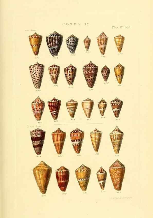 Reproducción/Reproduction 49493094656: Thesaurus conchyliorum, or, Monographs of genera of shells. London :Sowerby ...,1847-1887.. 