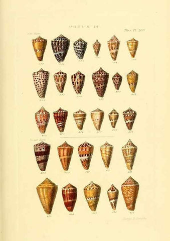 Reproducción/Reproduction 49493094656: Thesaurus conchyliorum, or, Monographs of genera of shells. London :Sowerby ...,1847-1887.. 