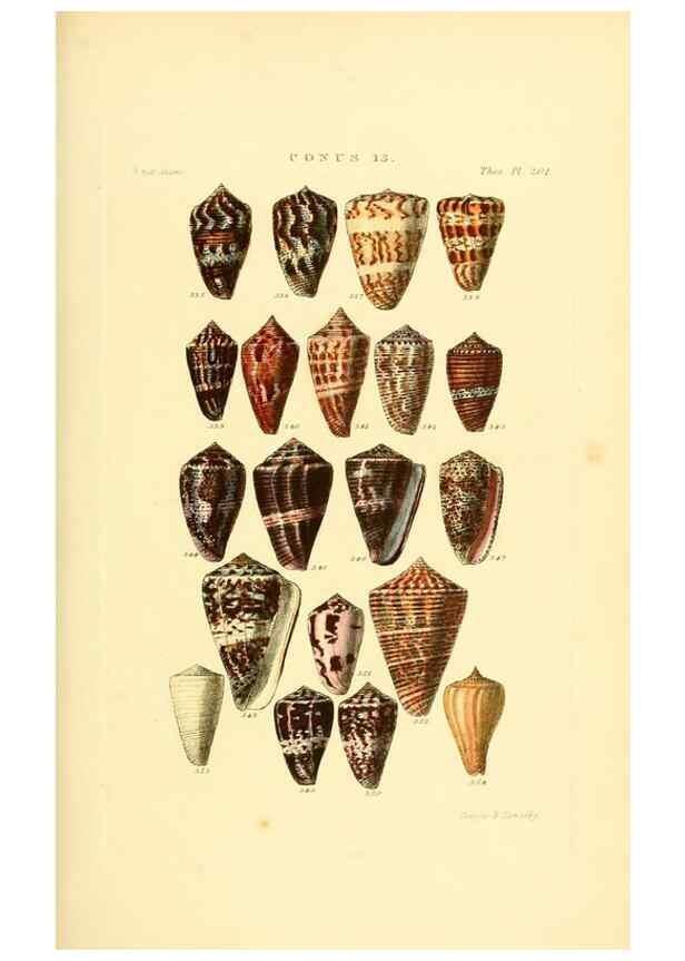 Reproducción/Reproduction 49492594313: Thesaurus conchyliorum, or, Monographs of genera of shells. London :Sowerby ...,1847-1887.. 