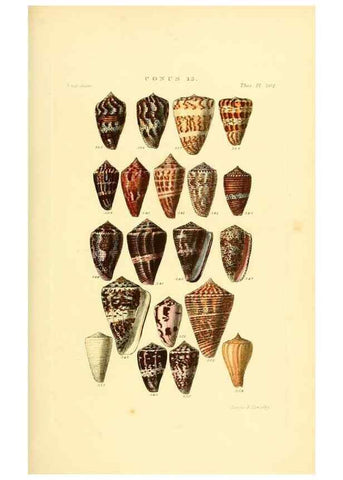 Reproducción/Reproduction 49492594313: Thesaurus conchyliorum, or, Monographs of genera of shells. London :Sowerby ...,1847-1887.. 