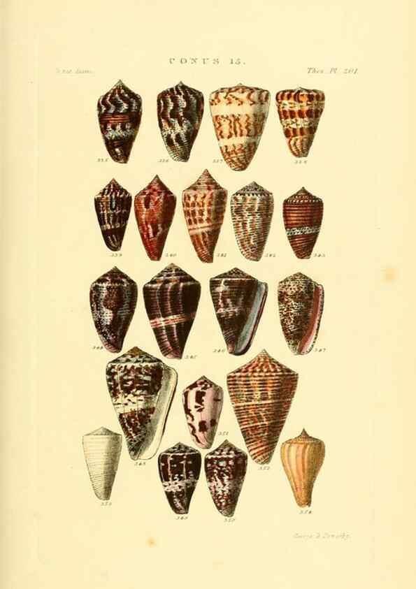 Reproducción/Reproduction 49492594313: Thesaurus conchyliorum, or, Monographs of genera of shells. London :Sowerby ...,1847-1887.. 
