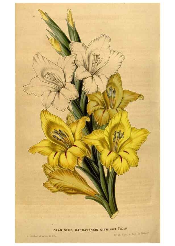 Reproducción/Reproduction 49492171328: Flore des serres et des jardins de l'Europe. A Gand :chez Louis van Houtte, eÌditeur,1845-1880.. 