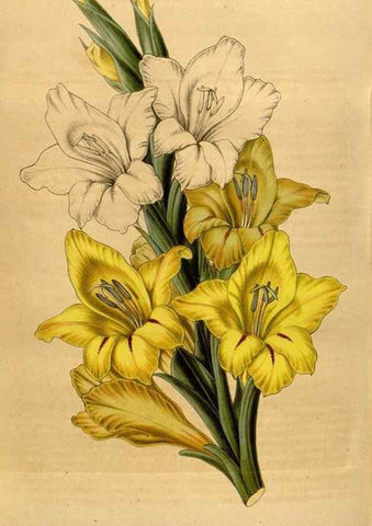 Reproducción/Reproduction 49492171328: Flore des serres et des jardins de l'Europe. A Gand :chez Louis van Houtte, eÌditeur,1845-1880.. 