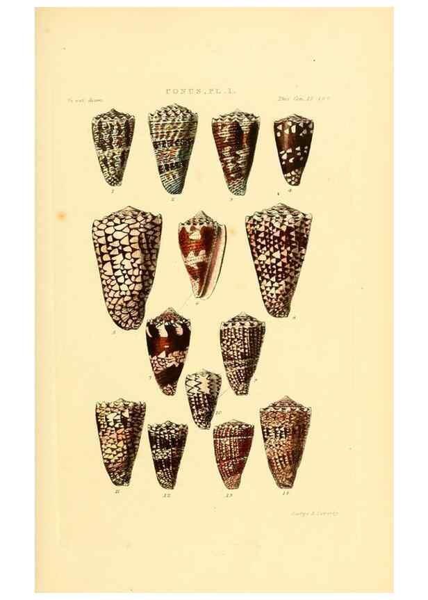 Reproducción/Reproduction 49493302392: Thesaurus conchyliorum, or, Monographs of genera of shells. London :Sowerby ...,1847-1887.. 
